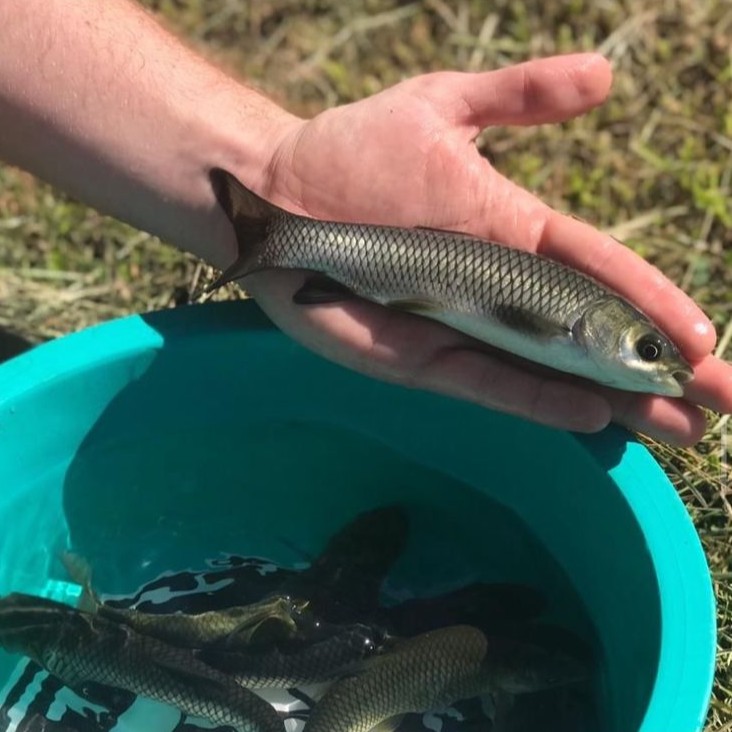 Peixe sobre balde com outros alevinos